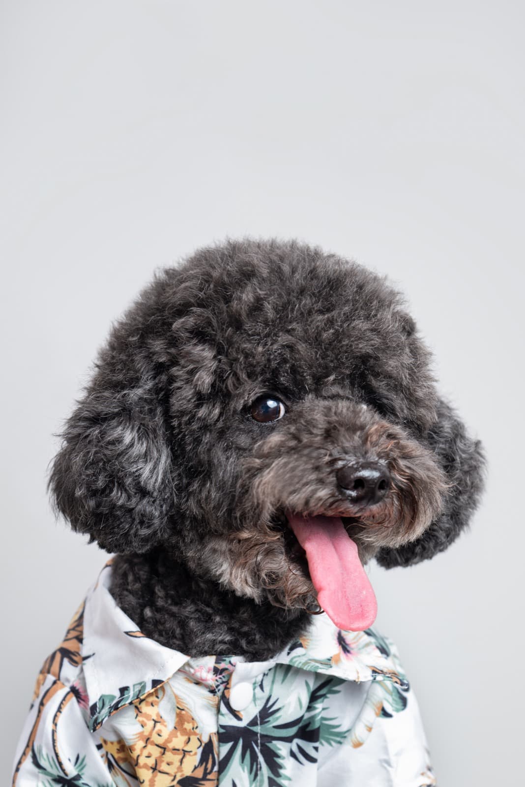 Pet photography